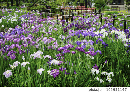 東京都 堀切菖蒲園 ほりきり葛飾菖蒲まつり 東京都 堀切菖蒲園 ほりきり葛飾菖蒲まつり 103931147