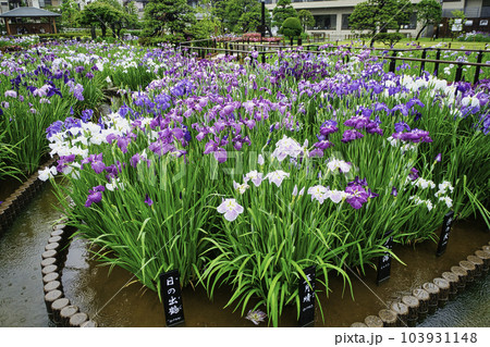 東京都　堀切菖蒲園　ほりきり葛飾菖蒲まつり 103931148