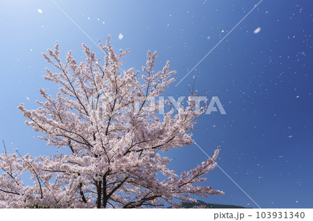 青空の花吹雪 103931340