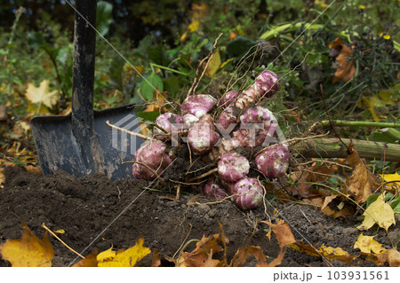Harvesting Jerusalem artichoke from the soil with shovel Harvesting Jerusalem artichoke from the soil with shovel 103931561
