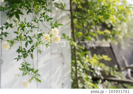 モッコウバラとフェンスの写真 モッコウバラとフェンスの写真 103931781