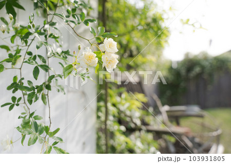 モッコウバラとフェンスの写真 103931805
