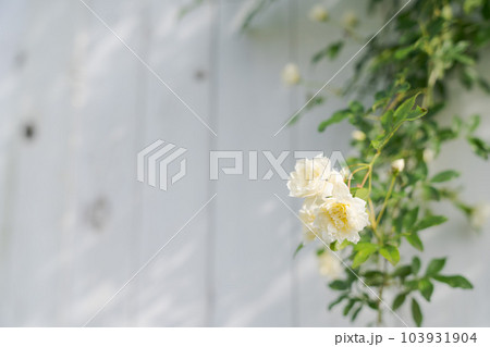 モッコウバラとフェンスの写真 103931904