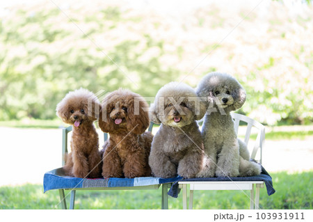 4匹のトイプードル集合 103931911