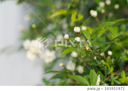 モッコウバラとフェンスの写真 103931972