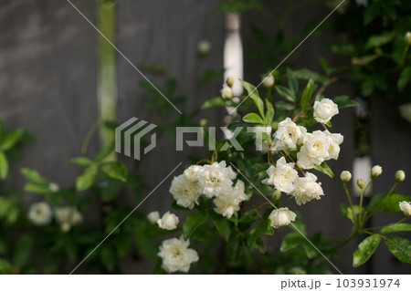 モッコウバラとフェンスの写真 103931974