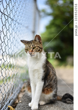 フェンスと猫 フェンスと猫 103932058