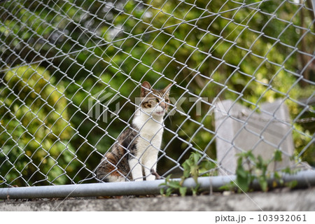 フェンスと猫 フェンスと猫 103932061