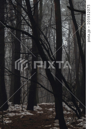 Road passing through scary mysterious forest with green light in fog in winter. Nature misty landscape. Scary halloween landscape. Trail through mysterious dark old forest in fog. Magical atmosphere 103932075