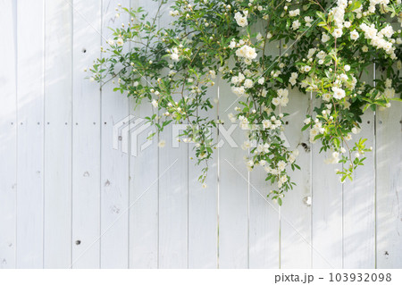 モッコウバラとフェンスの写真 モッコウバラとフェンスの写真 103932098