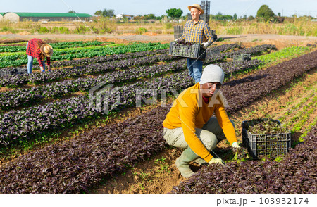 Farm workers picking leaf vegetables on field Farm workers picking leaf vegetables on field 103932174