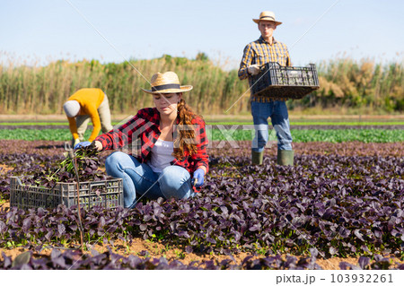 Young female farm worker picking harvest of red romaine 103932261