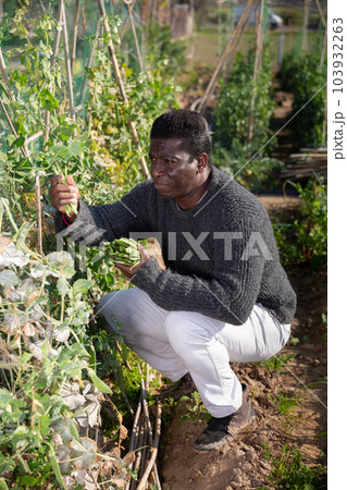 gardener picking green peas 103932263
