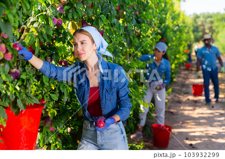 Young female gardener during harvesting of plums at garden Young female gardener during harvesting of plums at garden 103932299