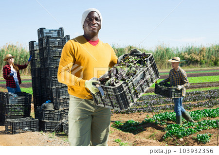 Farmer carrying box with picked red komatsuna 103932356