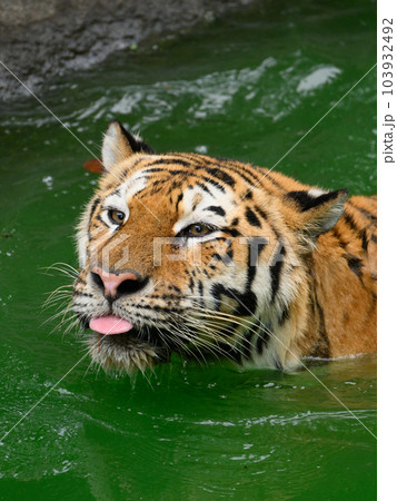 緑色の池で泳ぐアムールトラのメス 緑色の池で泳ぐアムールトラのメス 103932492
