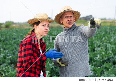 Two farmers talking on broccoli field 103933008