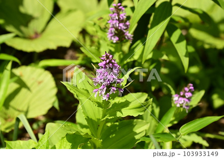 ノビネチドリの花 ノビネチドリの花 103933149