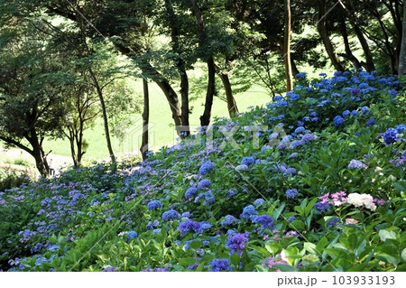 あじさいの杜 満開の青色アジサイの花が咲く風景 あじさいの杜 満開の青色アジサイの花が咲く風景 103933193