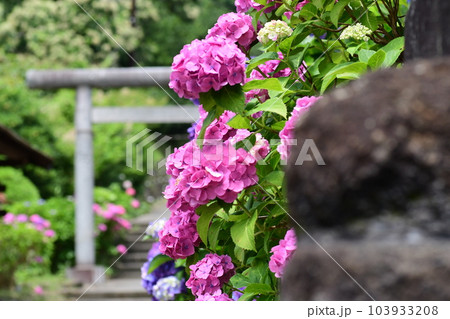紫陽花  鎌倉　今泉台 103933208