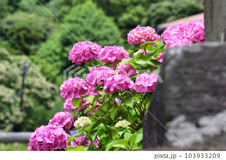 紫陽花  鎌倉　今泉台 103933209