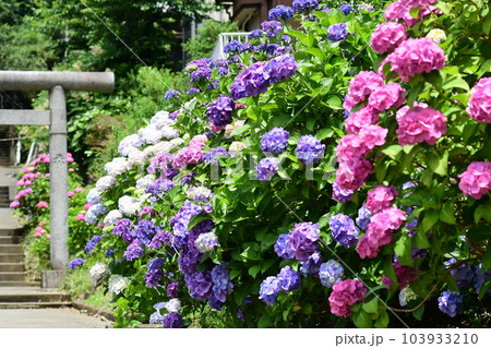 紫陽花  鎌倉　今泉台 103933210