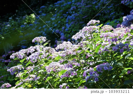 あじさいの杜　逆光に映えるアジサイの花が咲く風景 103933211
