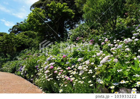 あじさいの杜 カラフルなアジサイの花が咲く風景 あじさいの杜 カラフルなアジサイの花が咲く風景 103933222