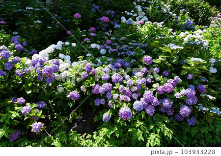 あじさいの杜 カラフルなアジサイの花が咲く風景 あじさいの杜 カラフルなアジサイの花が咲く風景 103933228