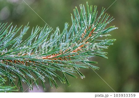 Background of green pine branches with water drops after rain 103933359