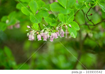 紫色の花 103933542