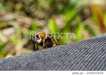 畑を飛び回っていたハナアブ 103933859