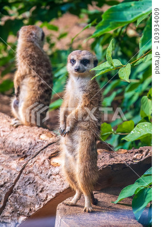 Two cute curious meerkats stand on their hind legs on a sandy hill and look away. 103934009
