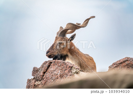 Close-up portrait of Markhor, Capra falconeri, wild goat native to Central Asia, Karakoram and the Himalayas 103934010