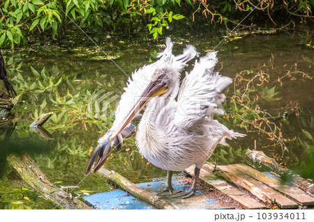 One pelican stands on the shore of the pond at the zoo. Green water in the pond. Close-up One pelican stands on the shore of the pond at the zoo. Green water in the pond. Close-up 103934011