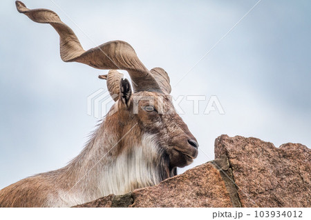 Close-up portrait of Markhor, Capra falconeri, wild goat native to Central Asia, Karakoram and the Himalayas Close-up portrait of Markhor, Capra falconeri, wild goat native to Central Asia, Karakoram and the Himalayas 103934012