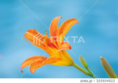 Close up of a single orange day lily, Hemerocallis fulva, in full bloom. 103934022