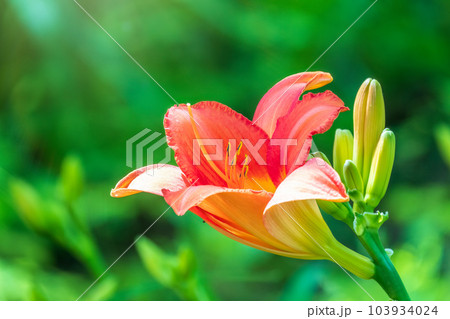 Hippeastrum red flower close up on green leaf background 103934024
