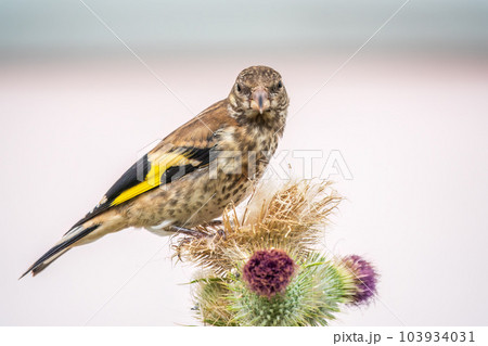European goldfinch with juvenile plumage, feeding on the seeds of thistles. Carduelis carduelis. 103934031