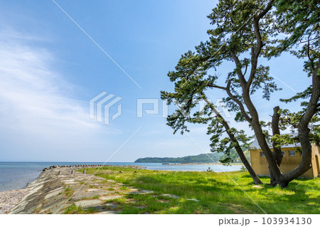 椿山海岸　夏泊半島北端　夏泊ホタテライン　椿（ヤブツバキ）が自生する北限地帯 103934130