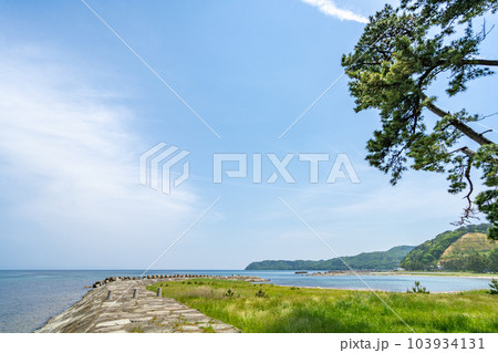 椿山海岸 夏泊半島北端 夏泊ホタテライン 椿(ヤブツバキ)が自生する北限地帯 椿山海岸 夏泊半島北端 夏泊ホタテライン 椿(ヤブツバキ)が自生する北限地帯 103934131