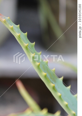 鉢植えのアロエ 103934180