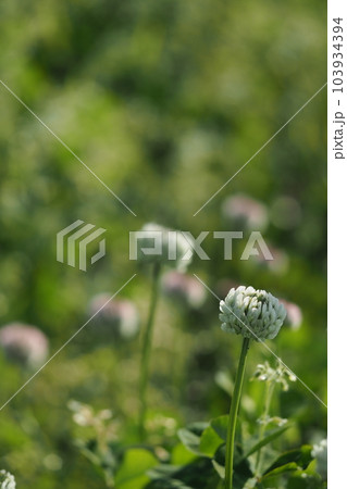 シロツメ草の花 シロツメ草の花 103934394