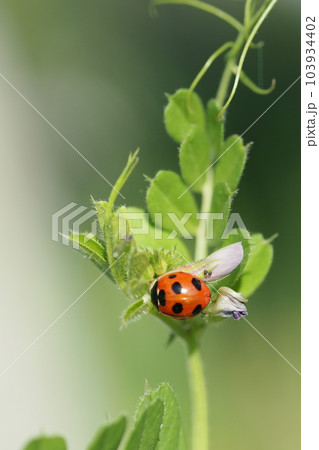 カラスノエンドウの葉とテントウムシ カラスノエンドウの葉とテントウムシ 103934402