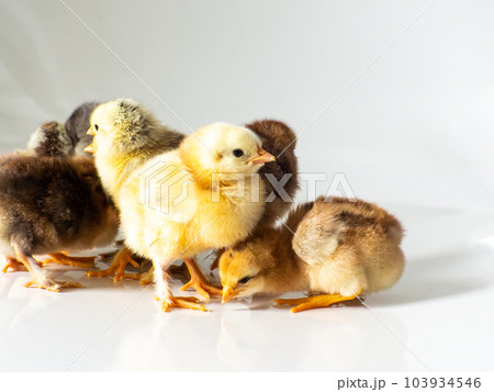 A lot of little newborn brown chickens on white with copy space 103934546