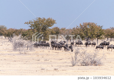 A Herd of blue wildebeest in Etosha A Herd of blue wildebeest in Etosha 103934612