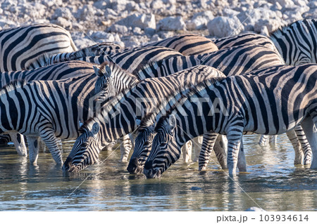 Zebras in Etosha Zebras in Etosha 103934614