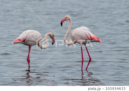Flamingos near Walvis Bay Flamingos near Walvis Bay 103934615