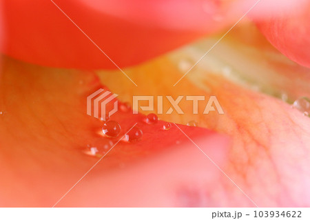 薔薇　バラ 103934622