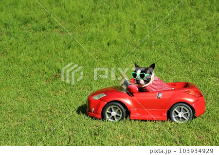 赤いスポーツカーに乗ってるサングラスにボーダーシャツのボストンテリア♡マイティ君 赤いスポーツカーに乗ってるサングラスにボーダーシャツのボストンテリア♡マイティ君 103934929